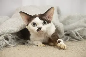 Marking: Devon Rex Cat indoors