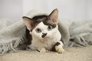 Marking: Devon Rex Cat indoors