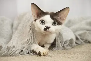 Marking: Devon Rex Cat indoors