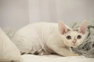 Hairless: Devon Rex Cat indoors