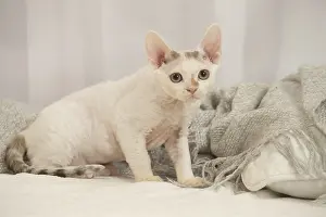 Hairless: Devon Rex Cat indoors