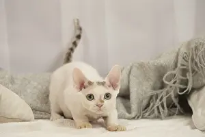 Pouncing: Devon Rex Cat indoors