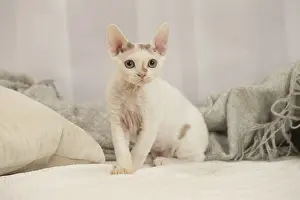 Hairless: Devon Rex Cat indoors