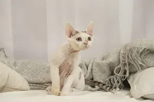 Hairless: Devon Rex Cat indoors