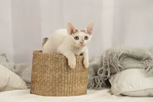Hairless: Devon Rex Cat indoors