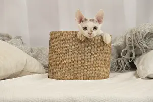 Hairless: Devon Rex Cat indoors