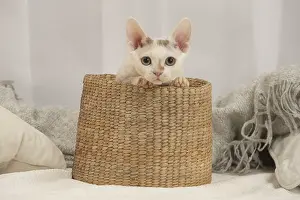 Hairless: Devon Rex Cat indoors