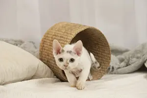 Hairless: Devon Rex Cat indoors