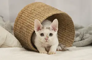 Hairless: Devon Rex Cat indoors