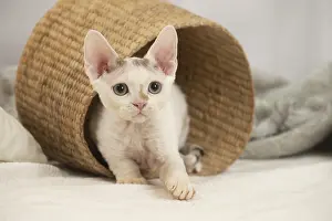 Hairless: Devon Rex Cat indoors