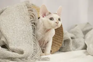Hairless: Devon Rex Cat indoors