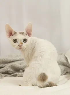 Hairless: Devon Rex Cat indoors