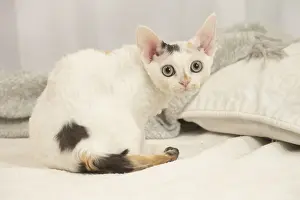 Hairless: Devon Rex Cat indoors