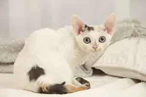 Hairless: Devon Rex Cat indoors