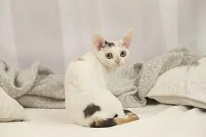 Hairless: Devon Rex Cat indoors