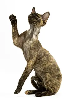 Torties: Devon Rex Cat - tortoiseshell