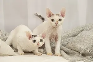 Hairless: Two Devon Rex Cats indoors