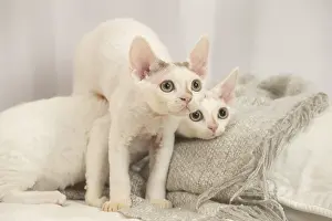 Hairless: Two Devon Rex Cats indoors