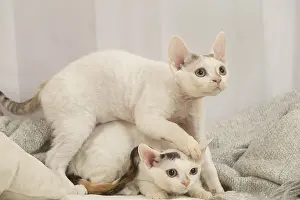 Hairless: Two Devon Rex Cats indoors