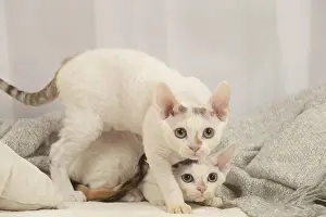 Hairless: Two Devon Rex Cats indoors