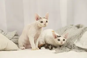 Hairless: Two Devon Rex Cats indoors