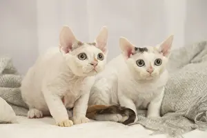 Hairless: Two Devon Rex Cats indoors