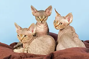 Natu: Three Devon Rex kitten, 13 weeks Devon Rex Babies