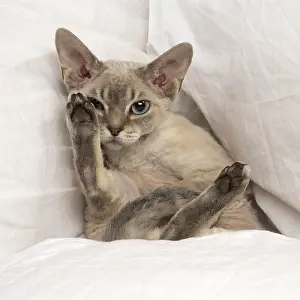 Chilling: Devon Rex kitten indoors
