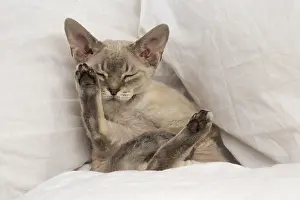 Chilling: Devon Rex kitten indoors