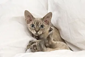 Chilling: Devon Rex kitten indoors