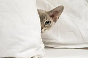 Peek: Devon Rex kitten indoors