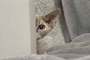 Peek: Devon Rex kitten indoors