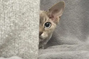 Peek: Devon Rex kitten indoors