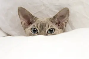 121217: Devon Rex kitten indoors