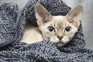 Peeking: Devon Rex kitten indoors