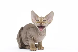 Meowing: Devon Rex kitten in the studio
