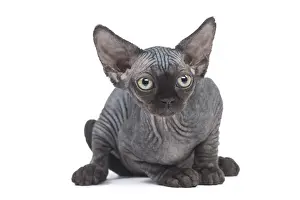 Creepy: Devon Rex kitten in the studio