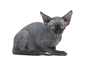 Creepy: Devon Rex kitten in the studio