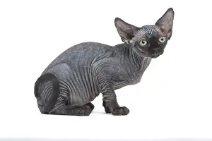 Creepy: Devon Rex kitten in the studio