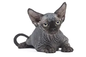 Creepy: Devon Rex kitten in the studio