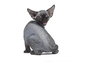 Creepy: Devon Rex kitten in the studio