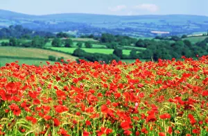 Anthony Harrison: Devon - rolling landscape of fields and woodland