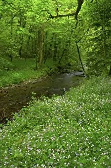 Dartmoor: Devon, UK - Dartmoor National Park - Pink Purslane