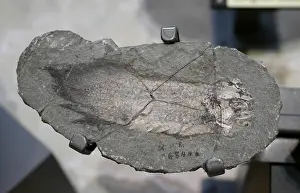 Lungfish: Devonian Lungfish Fossil