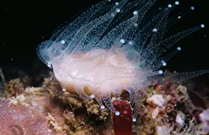 David Nance: DEVONSHIRE CUP CORAL