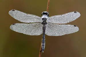 Sympetrum: Dew-covered Black Darter