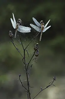Dragonflies: Dew-covered Dragonflies