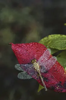 Droplets: Dew-covered Dragonfly