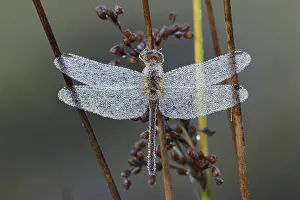 Droplets: Dew-covered Dragonfly