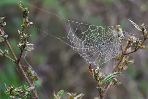 Cusco: Dew-covered spiderweb